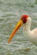 Tantale ibis<br/>Bernard Mauduit